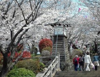 飛鳥山の桜