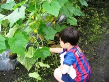 きゅうりの収穫の写真