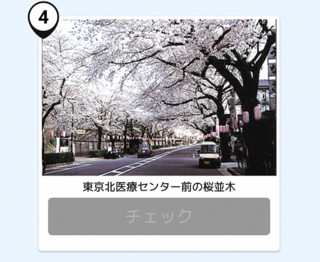 写真:桜並木