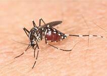 写真：ヒトスジシマカ