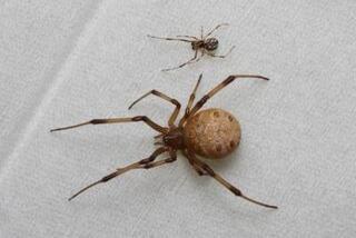 写真：ハイイロゴケグモ