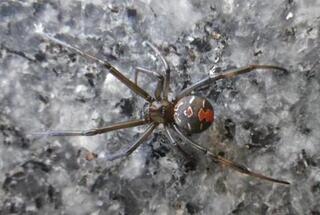 写真：セアカゴケグモ