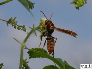 写真:アシナガバチ1