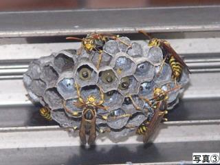 写真:アシナガバチ3