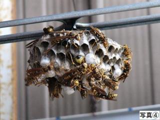 写真:アシナガバチ4