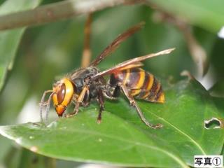 写真:スズメバチ1