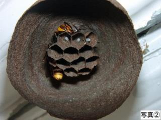 写真:スズメバチ2