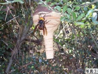 写真:スズメバチ3