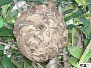 写真:スズメバチ4