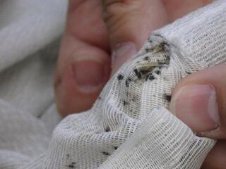 写真:血糞のついた衣類