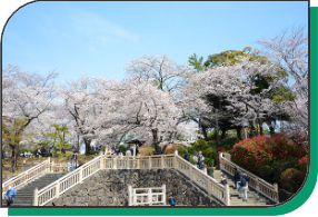 写真：飛鳥山公園
