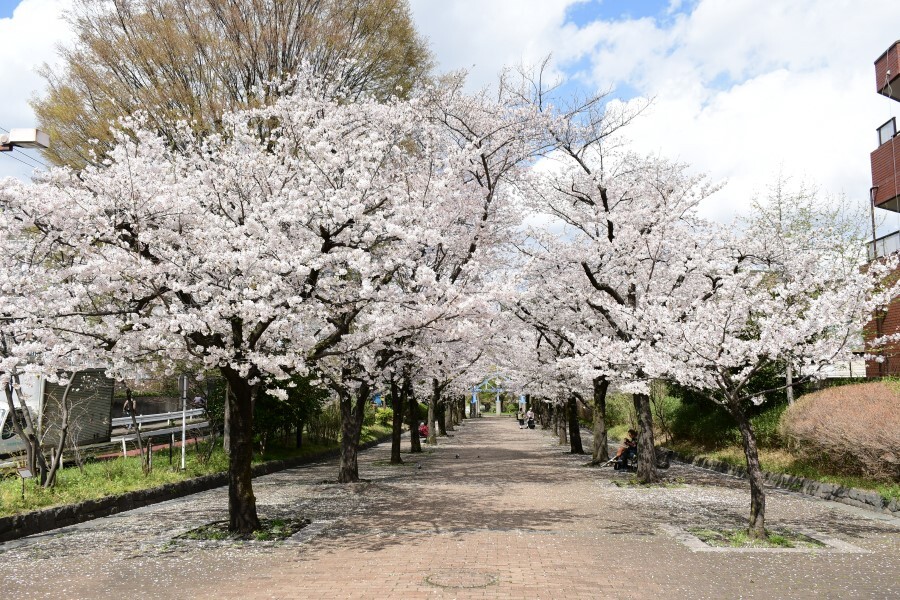 写真：赤羽緑道公園