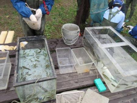 写真:水槽に入った魚たち