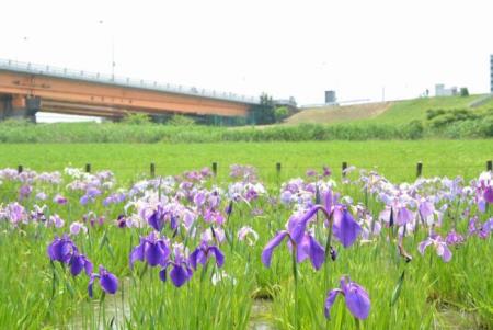 写真:菖蒲田