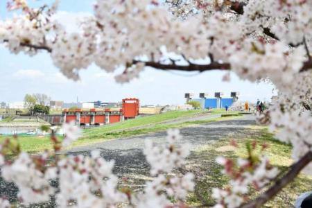 写真:桜越しの荒川緑地