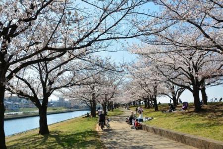 写真：荒川桜堤緑
