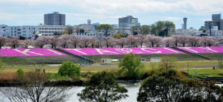 写真:「KITA CITY」の芝桜1