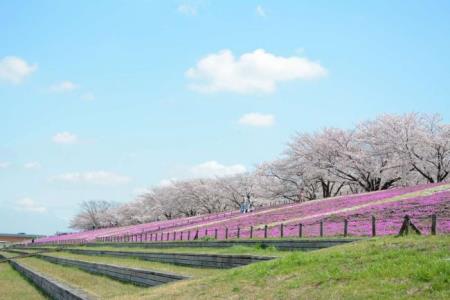 写真：「KITA CITY」の芝桜2