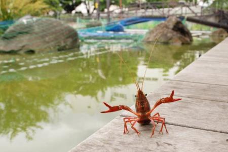 写真:ザリガニ