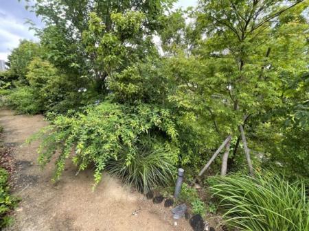 写真：ビオトープ2