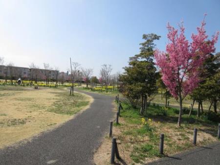 写真：オカメザクラ