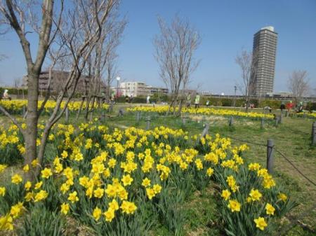 写真：スイセン1