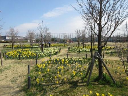 写真：スイセン2