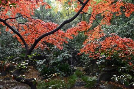 写真：ヤマモミジ