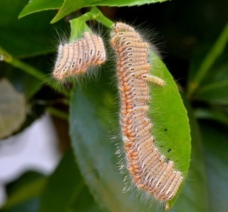 写真:チャドクガ