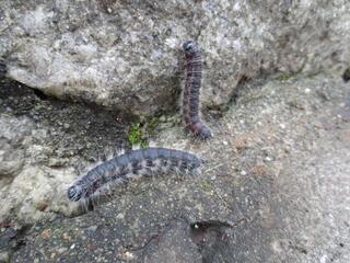 写真:モンクロシャチホコ