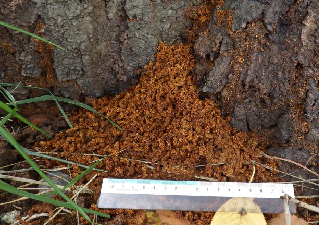 写真:クロジャコウカミキリ被害1