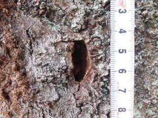 写真:クロジャコウカミキリ被害2