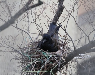 写真:カラスの巣