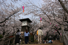 写真：飛鳥山公園