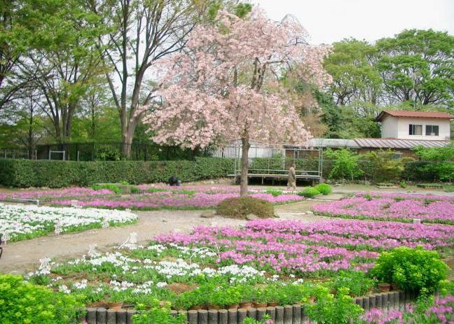 写真：浮間ヶ原桜草圃場