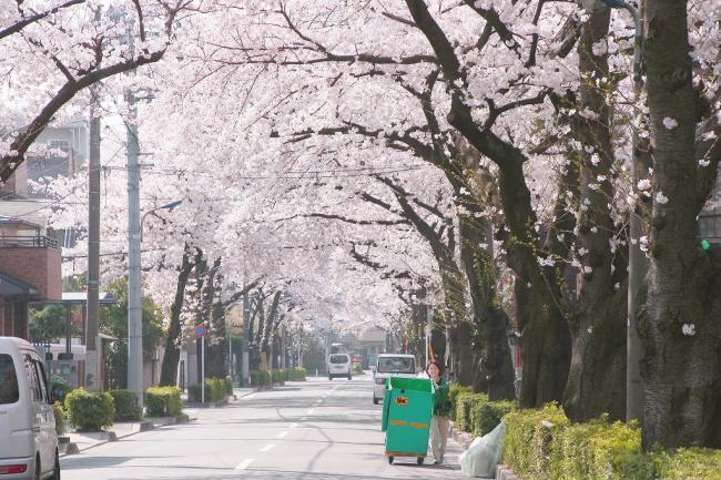 写真：浮間二丁目の桜並木
