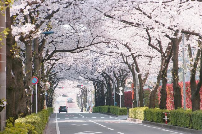 写真：浮間五丁目の桜並木