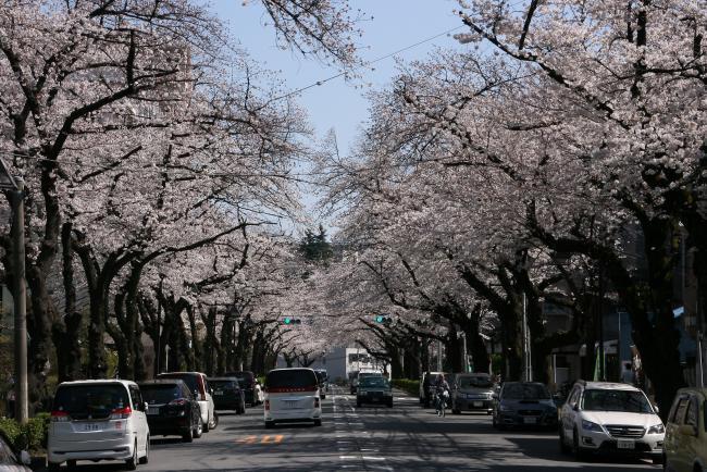 写真：赤羽桜並木と赤羽台さくら並木公園