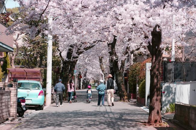 写真：西が丘住宅街の桜並木