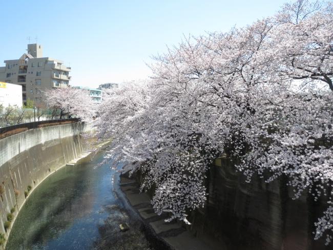 写真：石神井川