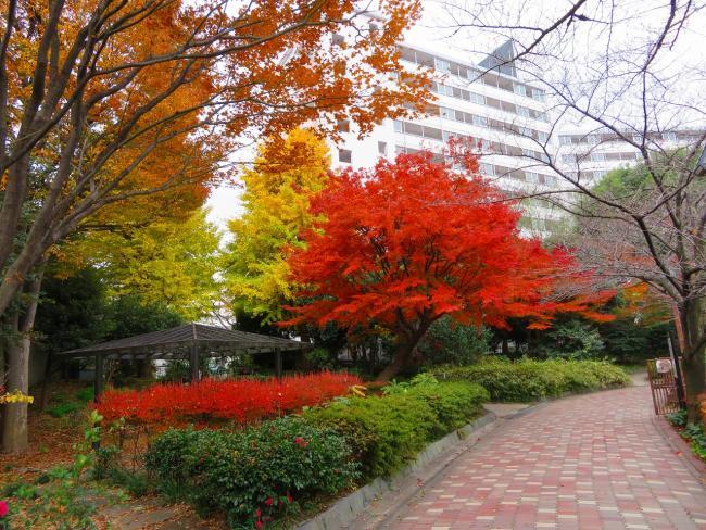 写真：音無もみじ緑地