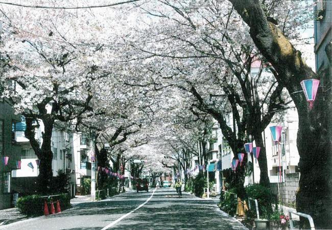 写真：板橋駅前通りの桜並木