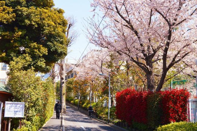 写真：聖学院小学校脇の桜並木