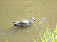 写真：カルガモ
