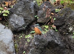 写真：カワセミ