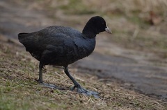 写真：オオバン