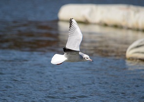 写真：ゆりかもめ