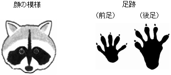 イラスト:アライグマ顔足跡