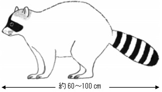 イラスト:アライグマ全身