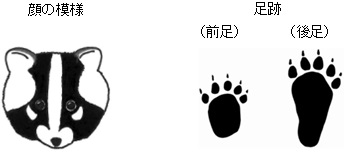 イラスト:ハクビシン顔足跡